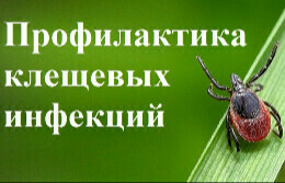 Проводится «горячая линия» по вопросам профилактики «клещевых» инфекций