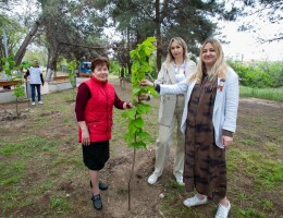 Сад Памяти": в Инкермане высадили 24 дерева в честь 80-летия Победы
