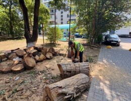 Город в порядке: заботимся о зеленых зонах и чистоте улиц! 